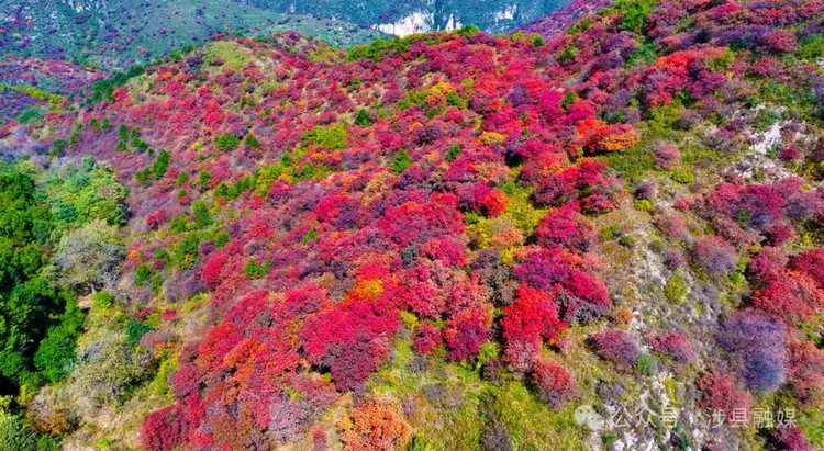 “限定秋季紅”已上線！河北這些紅葉美景等你來賞~