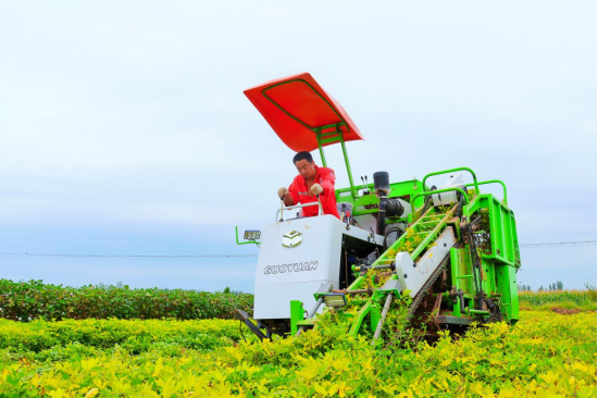 河北東光：間作套種顯奇效 花生喜獲大豐收