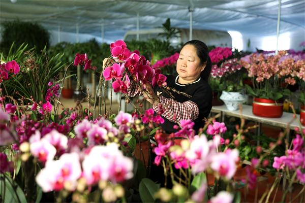 河北平泉：春節臨近鮮花俏銷