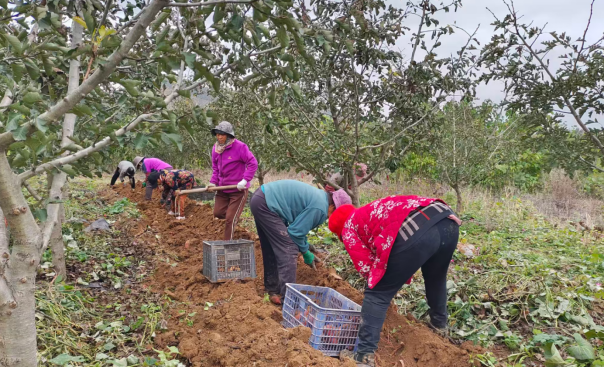 河北曲陽：山楂紅薯錯峰收 林下巧打增收牌_fororder_河北曲陽：山楂紅薯錯峰收 林下巧打增收牌102