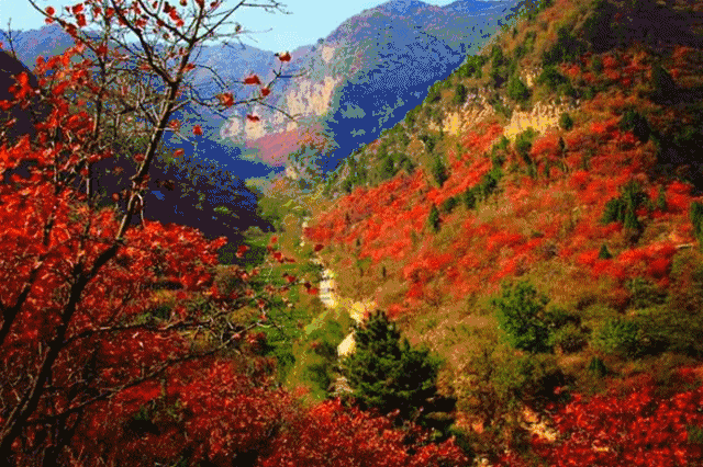 “限定秋季紅”已上線！河北這些紅葉美景等你來賞~