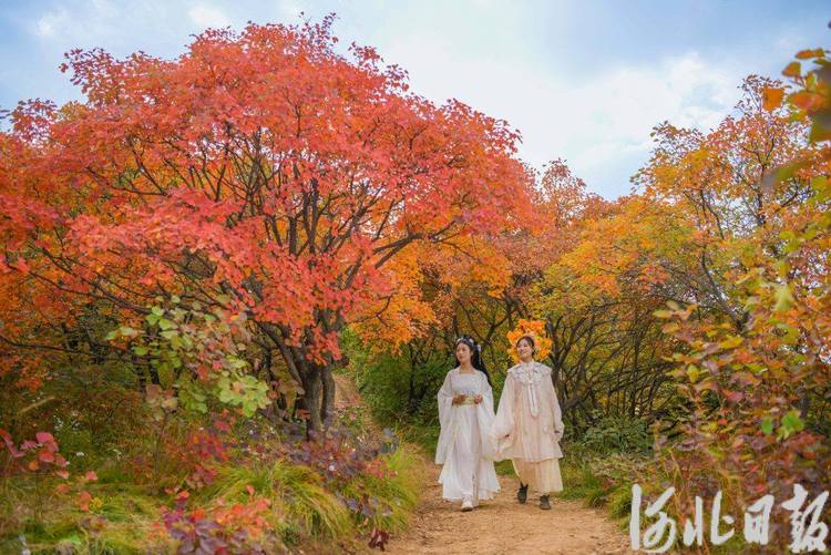 “限定秋季紅”已上線！河北這些紅葉美景等你來賞~