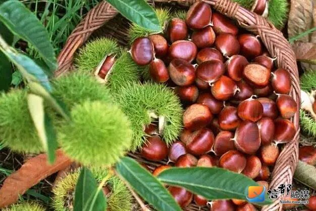 太行山把最濃烈的秋色留給了河北