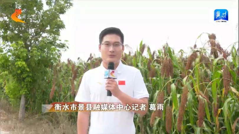 河北：“豐”光無限好 農業強“芯”促增産