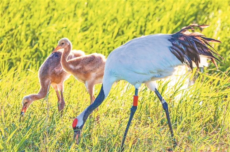 這些好看的鳥 都把黑龍江當成家_fororder_732383f8-c146-404d-a590-b18f57c13bae