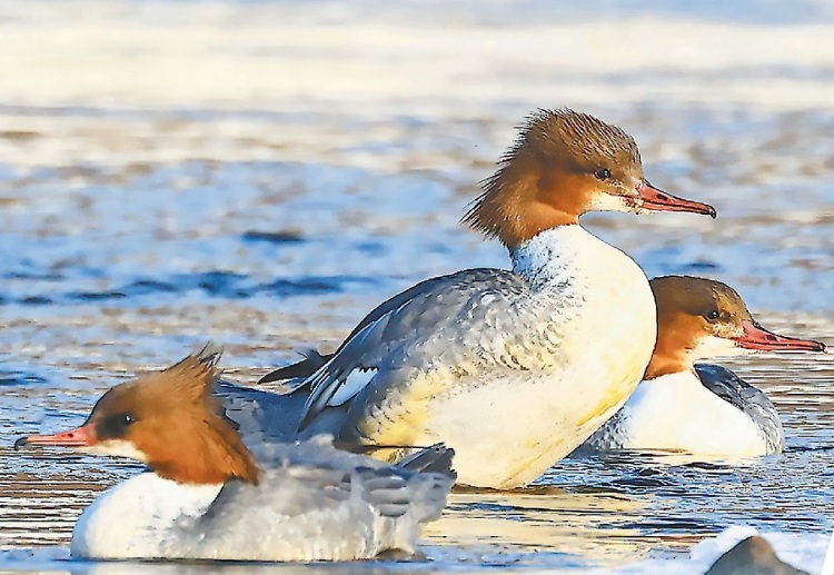 這些好看的鳥 都把黑龍江當成家_fororder_c669a8d5-9be2-4d16-8963-d68238884a65