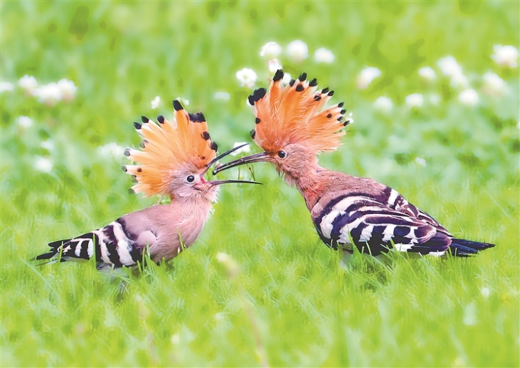 這些好看的鳥 都把黑龍江當成家_fororder_ad507400-3133-4ccf-836a-88c2332a2daf