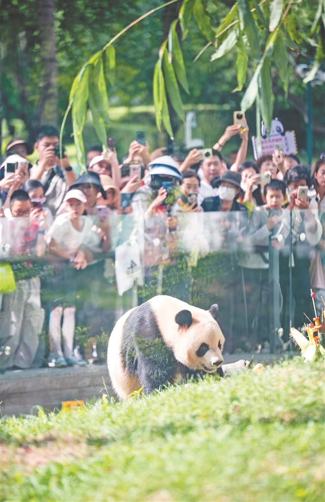 太陽島大熊貓館開館 國寶兄弟芝麻、芝士亮相