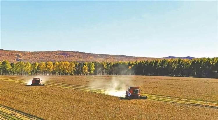 黑河大豆玉米平均單産創新高