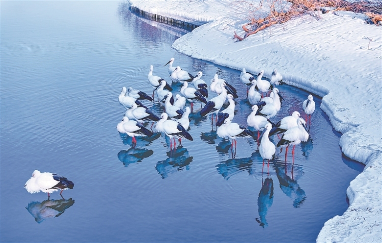 這些好看的鳥 都把黑龍江當成家_fororder_e1dce5fd-38ed-4ea6-9bc3-e624769f5277