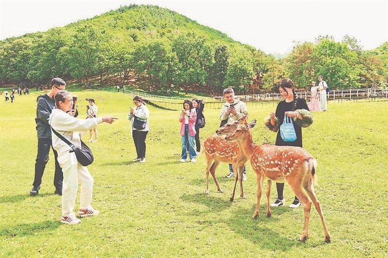 伊春：夏季旅遊的爆火密碼