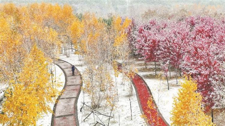 五花秋色雪來伴