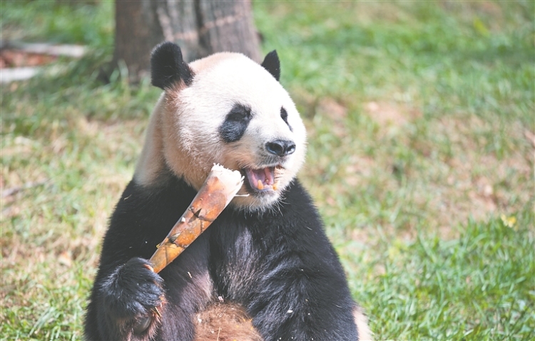 太陽島大熊貓館開館 國寶兄弟芝麻、芝士亮相