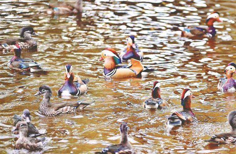 兆麟公園鴛鴦即將南飛