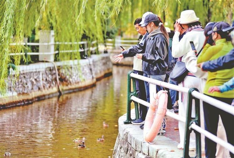 兆麟公園鴛鴦即將南飛