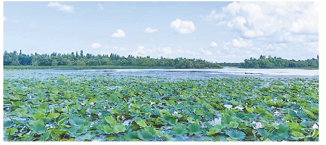 阿勒錦島國家濕地公園獲批省級重要濕地_fororder_44f342b2-1f3c-432b-8b2e-23457f52298e