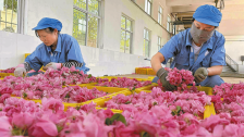 玫瑰産業鋪就鄉村振興“芬芳路”