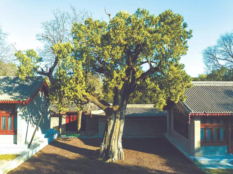 讓“綠色瑰寶”枝繁葉茂  ——古樹名木保護的陜西實踐