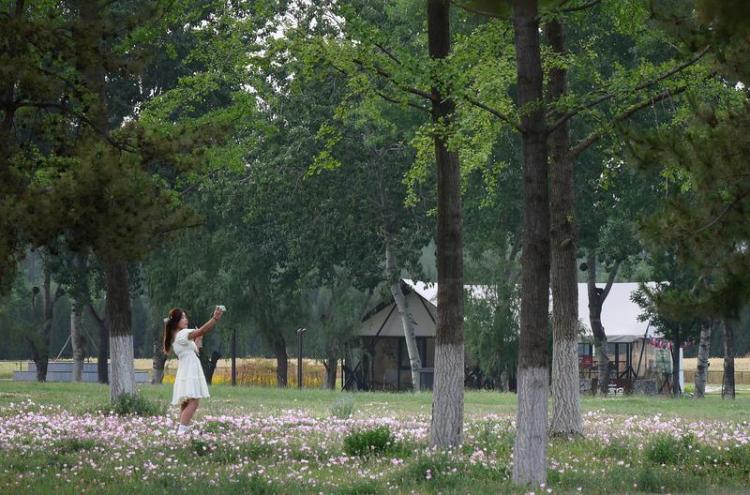 遺址公園 夏花燦爛