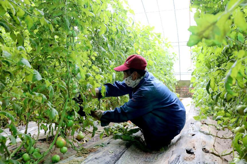 榆林府谷大昌汗鎮：村企“攜手”雙向奔“富”