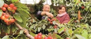 陜西櫻桃出口年度首發 澄城櫻桃遠銷中東