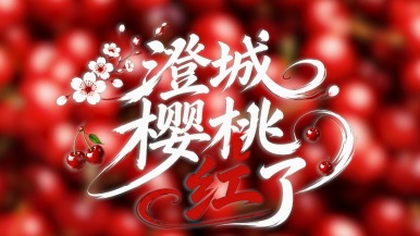 【鮮味中國·夏溢】澄城櫻桃紅了