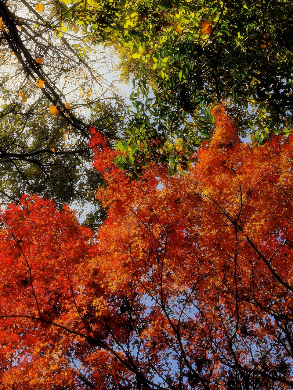【鏡觀陜西·33期】西安紡織城公園“楓”情萬種