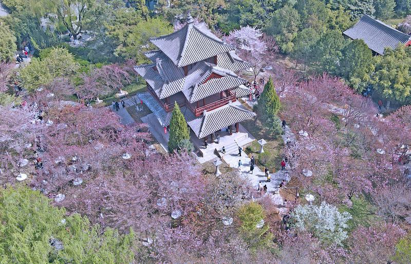 青龍寺賞櫻人潮涌