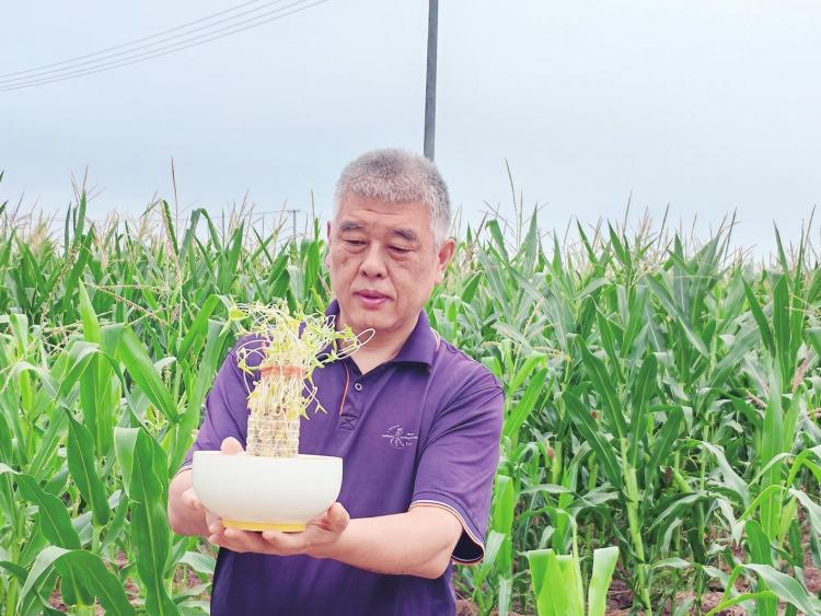 秦地七夕：非遺織就的千年浪漫長卷_fororder_微信圖片_20250829110247_473_127