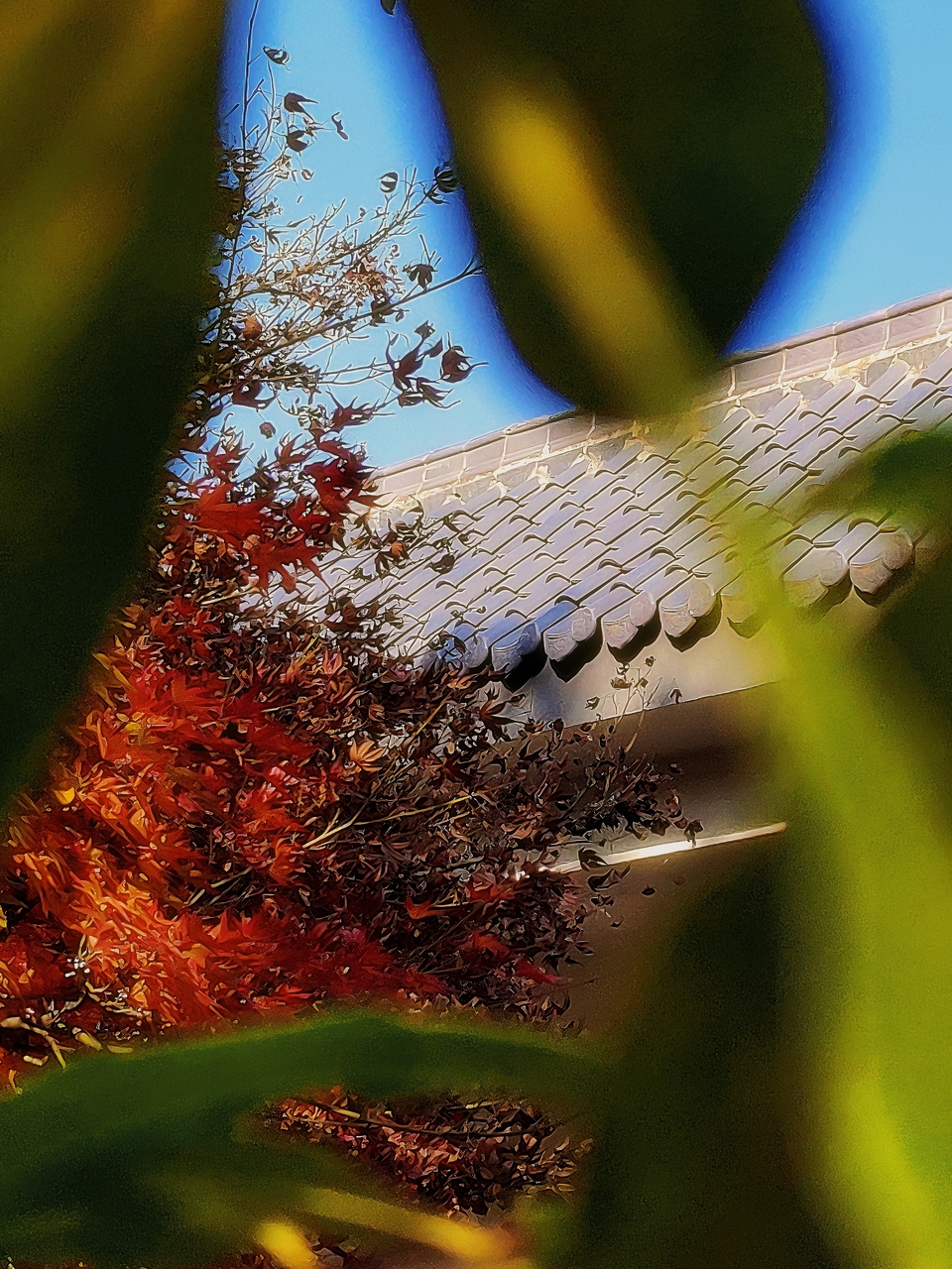 【鏡觀陜西·33期】西安紡織城公園“楓”情萬種