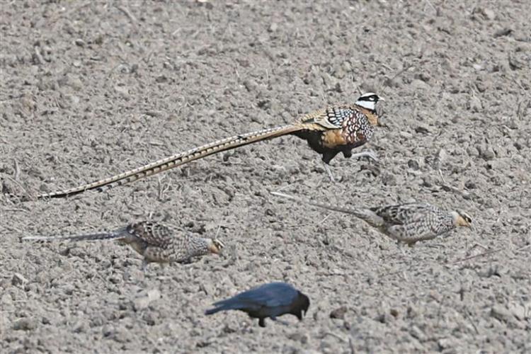我國特有珍稀鳥類白冠長尾雉現身漢中_fororder_ceb0b1ec-6953-4bec-8900-11dc513d0e56
