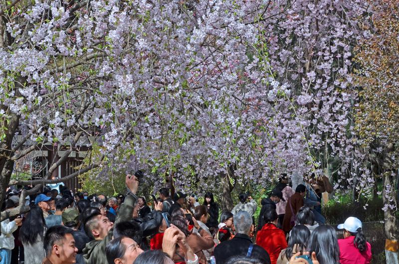 青龍寺賞櫻人潮涌
