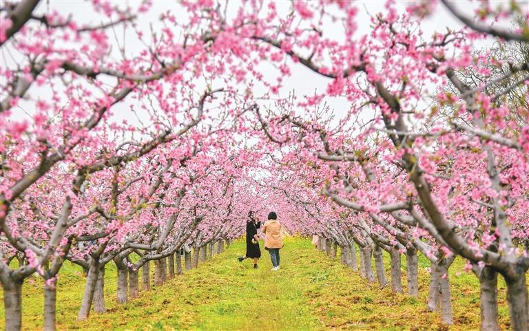 西安“春日經濟”在繁花與田野間活力綻放_fororder_微信圖片_20250417092430