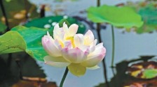 夏花盛放迎客來