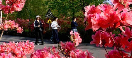 河南汝陽：杜鵑花開西泰山