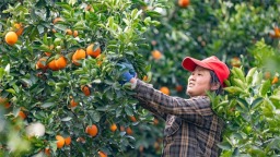 湖北秭歸：紅肉臍橙産銷兩旺 繪就峽江振興圖