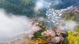 安徽黃山：賣花漁村梅花開
