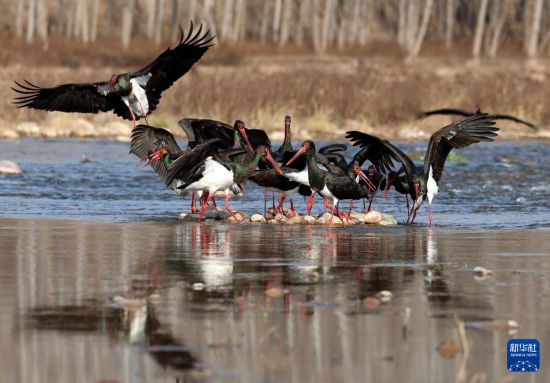 河北石家莊：冬日鸛舞
