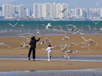 河北秦皇島：海鷗舞翩躚