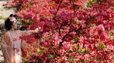 河南汝陽：杜鵑花開西泰山