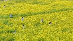 廈門：油菜花海醉遊人