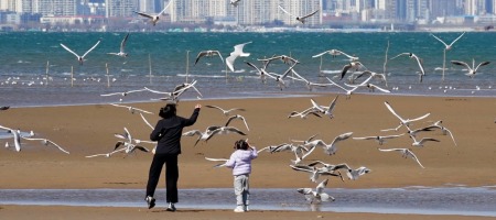 河北秦皇島：海鷗舞翩躚