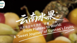 【從雲南出發】雲南水果：從高原走向世界的“甜蜜”之旅