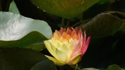 好運“蓮蓮”！杭州小區池塘的罕見雙色睡蓮盛開