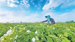 全球每10朵茉莉花6朵來自廣西橫州