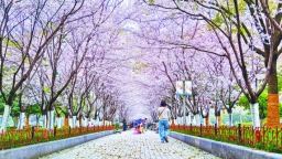 合肥：粉上春天