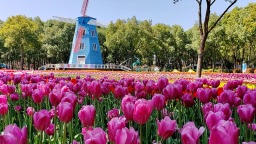 武漢發佈7條鄉村賞花精品路線