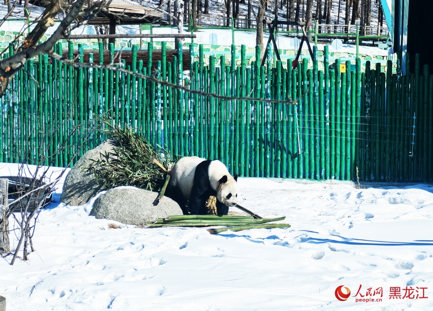 黑龍江亞布力：大熊貓雪地“畫梅花”