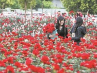 成都大爺的花田火了 1元1枝玫瑰花 解鎖春日浪漫