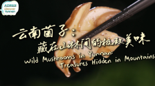 【從雲南出發】雲南菌子：藏在山林間的極致美味_fororder_微信圖片_〉〇〉」-〇「-〉「_〈『《〇〉【_「《《